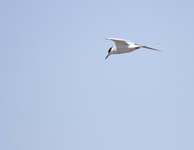 Common Tern